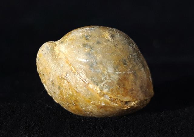 Sphaeroidothyris globisphaeroidalis (BUCKMAN 1914) - Bild © FossNet FossilienStore